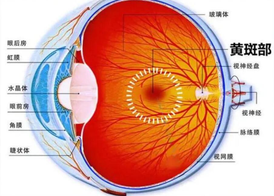 【科普】什么是原发性视网膜色素变性